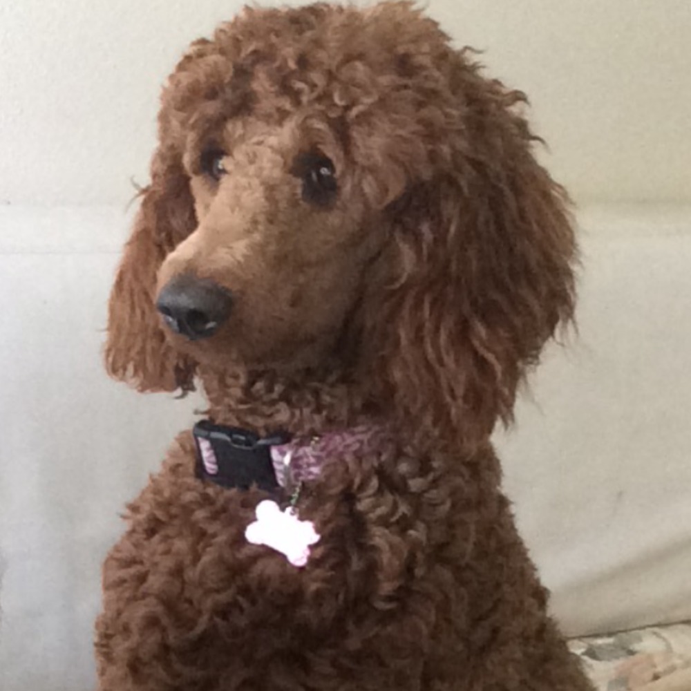 Meet your Posher, Tiffany